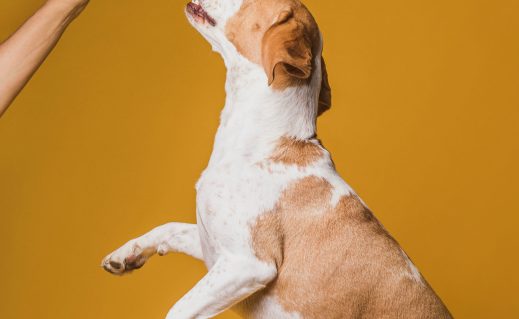 64dc253617f36444bf038912320a21f525bd30b9